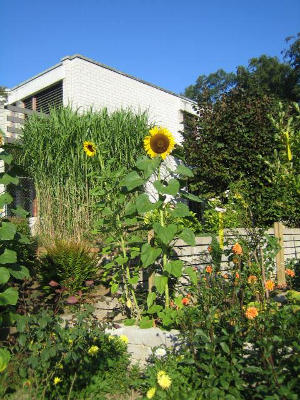Rheinfall B & B